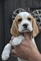 Afb_20120808_Pepper (3)